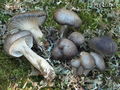 Hygrophorus camarophyllus